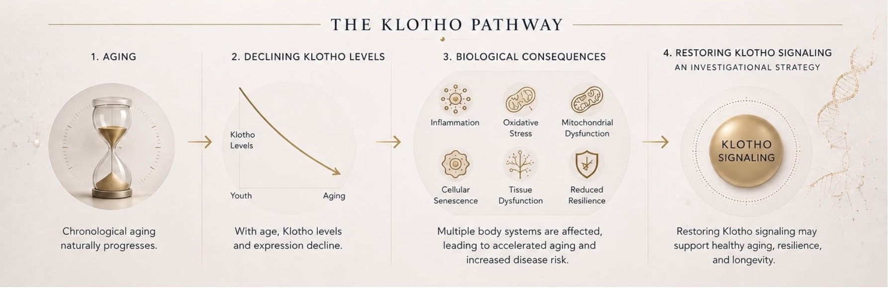 The Klotho Pathway, in four stages. One, aging: chronological aging naturally progresses. Two, declining Klotho levels: with age, Klotho levels and expression decline. Three, biological consequences: inflammation, oxidative stress, mitochondrial dysfunction, cellular senescence, tissue dysfunction and reduced resilience. Four, restoring Klotho signalling, an investigational strategy: restoring Klotho signalling may support healthy aging, resilience and longevity.